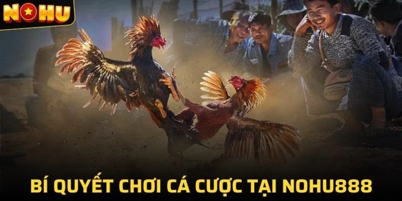 Bí quyết chơi cá cược tại NOHU